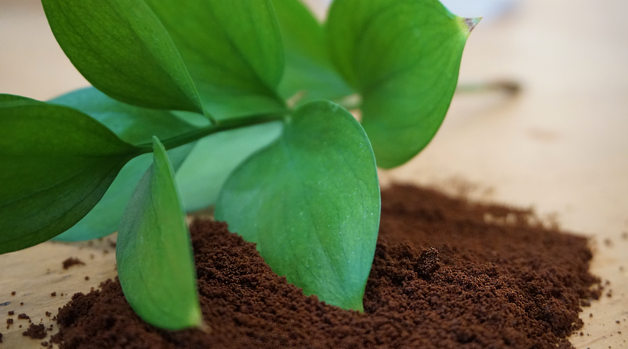 The Many Uses of Coffee Grounds